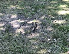 Turdus pilaris