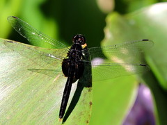 Erythemis attala