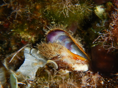 Image of Modiolus barbatus