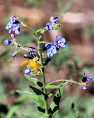 Hackelia velutina