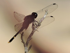 Erythemis attala