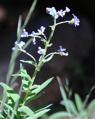 Hackelia velutina