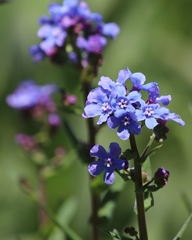 Hackelia velutina