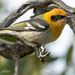 Olive Warbler - Photo (c) Phil Kahler, some rights reserved (CC BY-NC), uploaded by Phil Kahler