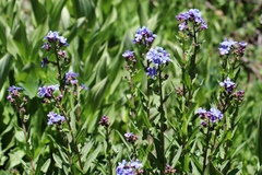 Hackelia velutina