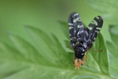 Platyparea discoidea