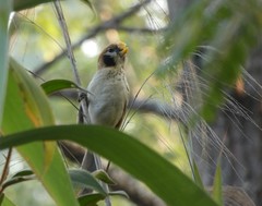 Paradoxornis guttaticollis