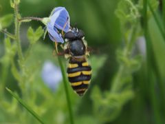 Megasyrphus erraticus