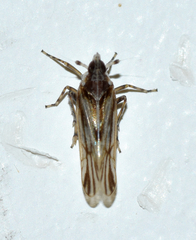 Megamelus gracilis