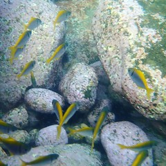 Schuettea scalaripinnis