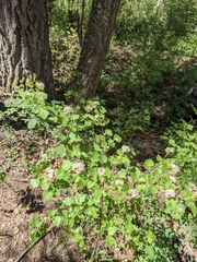 Physocarpus monogynus