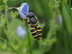 Megasyrphus erraticus