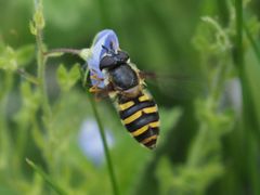 Megasyrphus erraticus