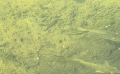 Dorosoma cepedianum