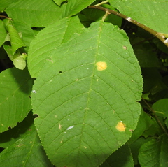 Polystigma fulvum