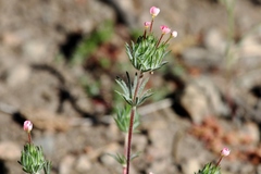 Leptosiphon ciliatus
