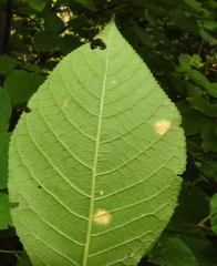 Polystigma fulvum
