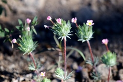 Leptosiphon ciliatus