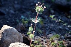 Leptosiphon ciliatus