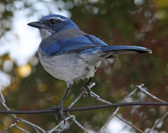 Aphelocoma californica
