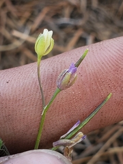 Boechera platysperma