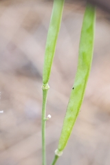 Boechera platysperma
