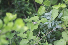Heliopetes laviana