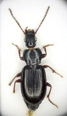 Pterostichus strenuus