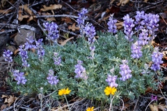 Lupinus grayi