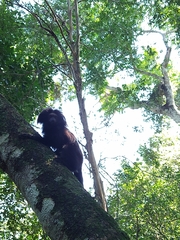 Leontopithecus chrysopygus