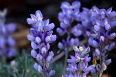 Lupinus grayi