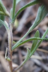 Boechera platysperma