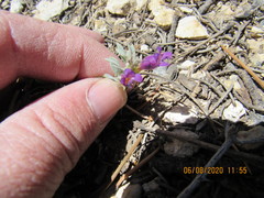 Penstemon thompsoniae