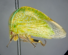 Stictocephala lutea