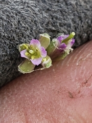 Boechera platysperma