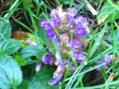 Prunella vulgaris vulgaris