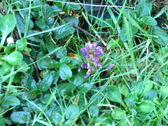 Prunella vulgaris vulgaris