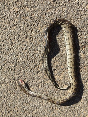 Python natalensis