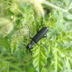 Epicauta curvicornis