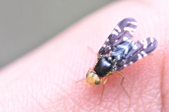 Platyparea discoidea