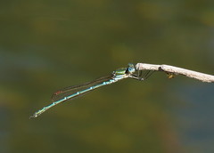Austrolestes cingulatus