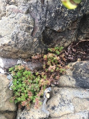 Crassula moschata