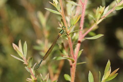 Austrolestes cingulatus