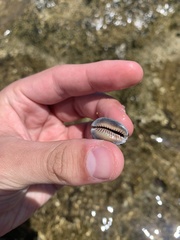 Monetaria caputophidii