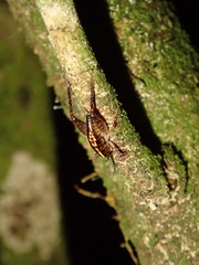 Talitropsis