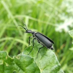 Epicauta curvicornis