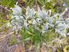 Chloraea magellanica