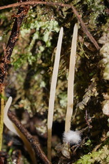 Clavaria tenuipes
