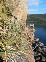 Artemisia lagopus
