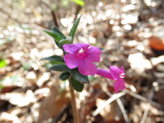 Ruellia inundata